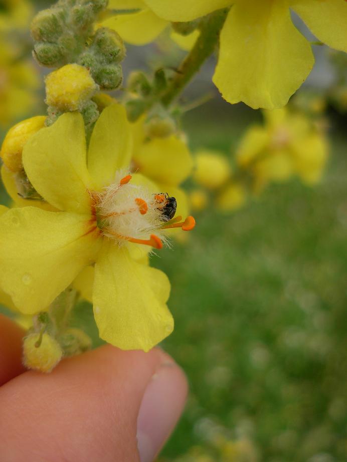 Verbascum mallophorum